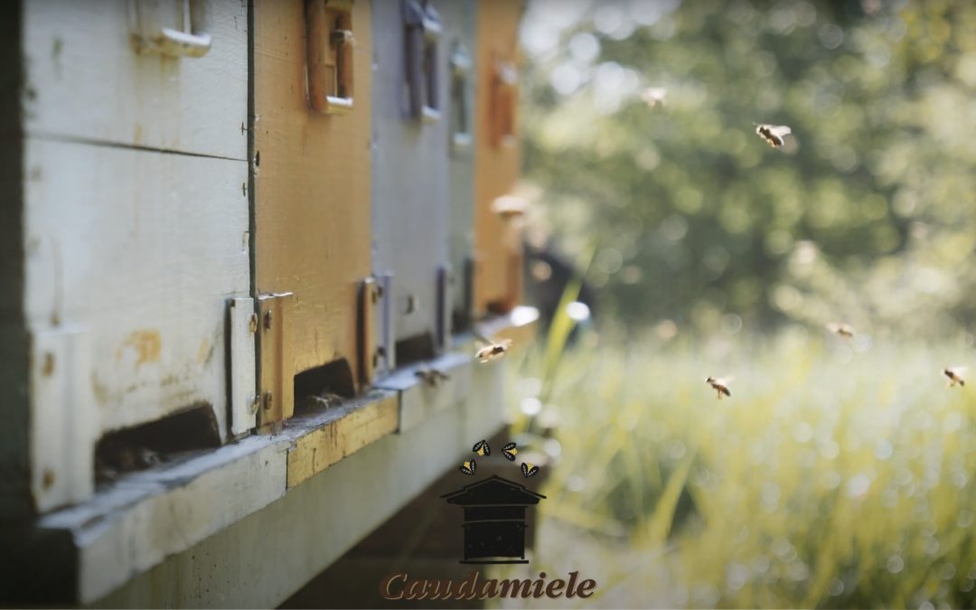 L’ incredibile mondo delle api – Commercial Video